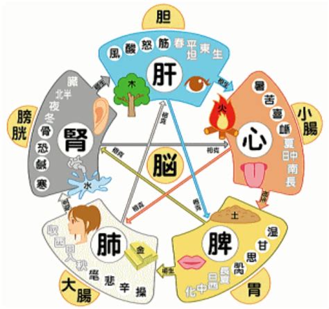 五行 皮膚|東洋医学：陰陽五行説 